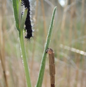 Lepidoscia arctiella at Cook, ACT - 19 Sep 2021