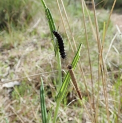 Lepidoscia arctiella at Cook, ACT - 19 Sep 2021