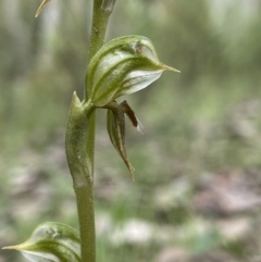 Oligochaetochilus aciculiformis (Needle-point rustyhood) at Acton, ACT - 15 Oct 2021 by AJB