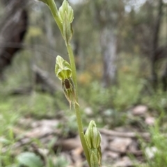 Oligochaetochilus aciculiformis at Acton, ACT - suppressed