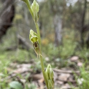 Oligochaetochilus aciculiformis at Acton, ACT - suppressed