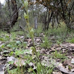 Oligochaetochilus aciculiformis at Acton, ACT - suppressed