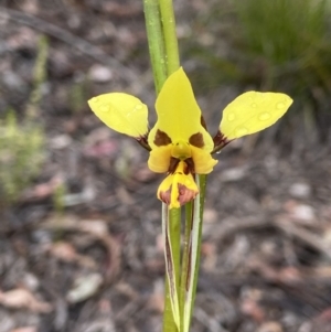 Diuris sulphurea at Bruce, ACT - suppressed