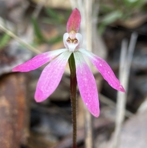 Caladenia fuscata at Aranda, ACT - suppressed