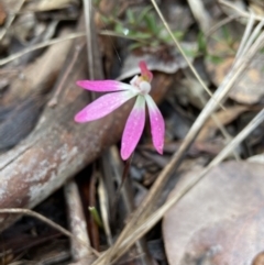 Caladenia fuscata at Aranda, ACT - suppressed