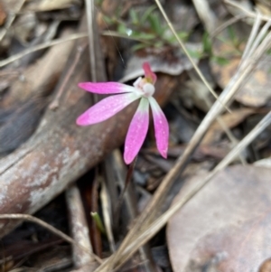 Caladenia fuscata at Aranda, ACT - suppressed