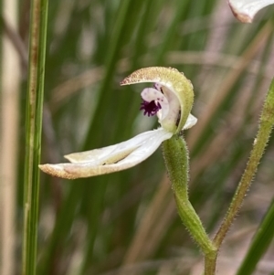 Caladenia cucullata at Bruce, ACT - 15 Oct 2021