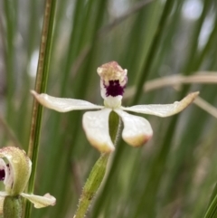 Caladenia cucullata at Bruce, ACT - 15 Oct 2021