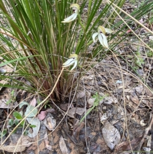 Caladenia cucullata at Bruce, ACT - 15 Oct 2021