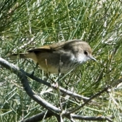 Acanthiza pusilla (Brown Thornbill) at Coree, ACT - 22 May 2021 by PeteWoodall
