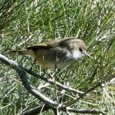 Acanthiza pusilla (Brown Thornbill) at Coree, ACT - 22 May 2021 by PeteWoodall