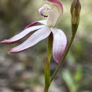 Caladenia moschata at Molonglo Valley, ACT - suppressed