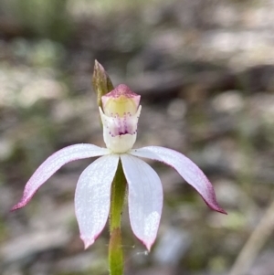 Caladenia moschata at Molonglo Valley, ACT - suppressed