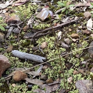 Caladenia moschata at Molonglo Valley, ACT - suppressed