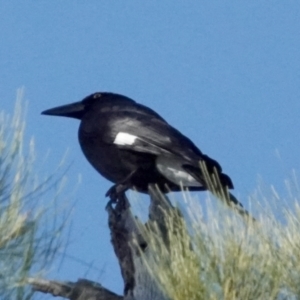 Strepera graculina at Coree, ACT - 22 May 2021