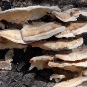 Trametes sp. at Melba, ACT - 23 May 2021