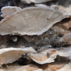 Trametes sp. at Melba, ACT - 23 May 2021