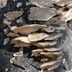 Trametes sp. at Melba, ACT - 23 May 2021