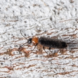 Heteromastix sp. (genus) at Molonglo Valley, ACT - 15 Oct 2021 12:39 PM