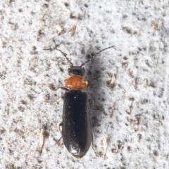 Heteromastix sp. (genus) at Molonglo Valley, ACT - 15 Oct 2021 12:39 PM