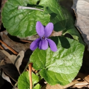 Viola odorata at Melba, ACT - 23 May 2021