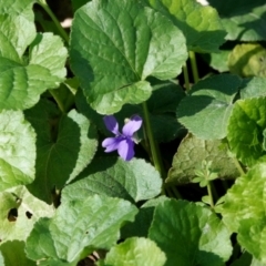 Viola odorata at Melba, ACT - 23 May 2021