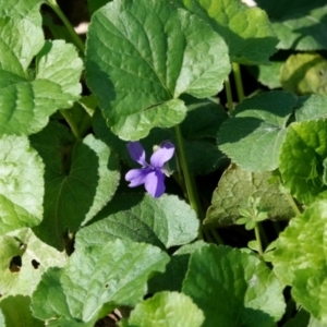 Viola odorata at Melba, ACT - 23 May 2021