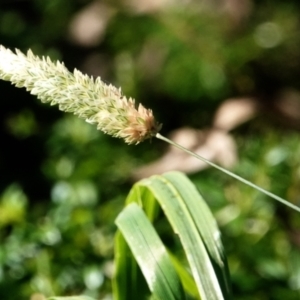 Phalaris aquatica at Melba, ACT - 23 May 2021