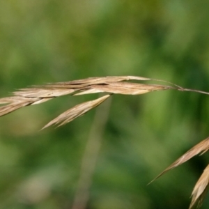 Bromus catharticus at Melba, ACT - 23 May 2021