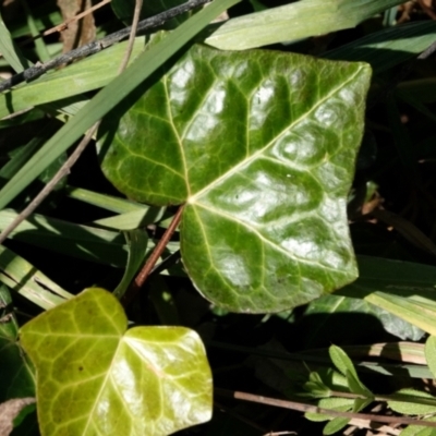 Hedera sp. (helix or hibernica) (Ivy) at Melba, ACT - 23 May 2021 by PeteWoodall