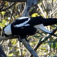 Gymnorhina tibicen (Australian Magpie) at Melba, ACT - 23 May 2021 by PeteWoodall