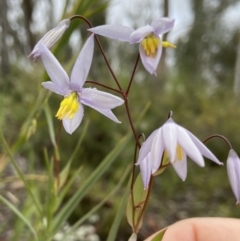 Stypandra glauca (Nodding Blue Lily) at Bruce, ACT - 15 Oct 2021 by AJB