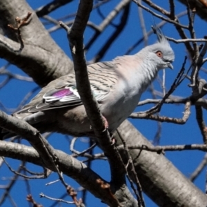 Ocyphaps lophotes at Melba, ACT - 23 May 2021