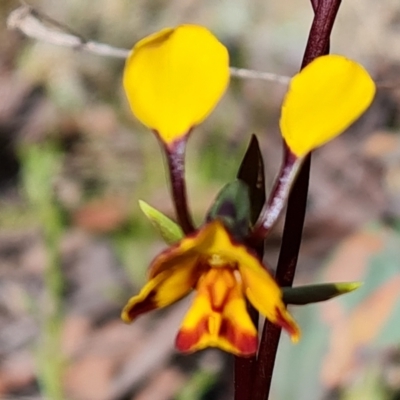 Diuris semilunulata (Late Leopard Orchid) at Wanniassa Hill - 15 Oct 2021 by Mike