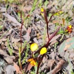 Diuris semilunulata at Jerrabomberra, ACT - suppressed