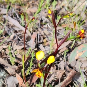 Diuris semilunulata at Jerrabomberra, ACT - 15 Oct 2021