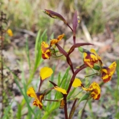 Diuris semilunulata at Jerrabomberra, ACT - suppressed