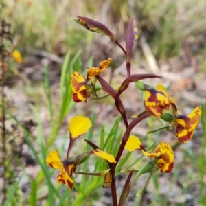 Diuris semilunulata at Jerrabomberra, ACT - suppressed