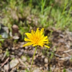 Microseris walteri (Yam Daisy, Murnong) at Wanniassa Hill - 15 Oct 2021 by Mike