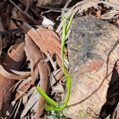 Diuris sp. (A Donkey Orchid) at Wanniassa Hill - 15 Oct 2021 by Mike