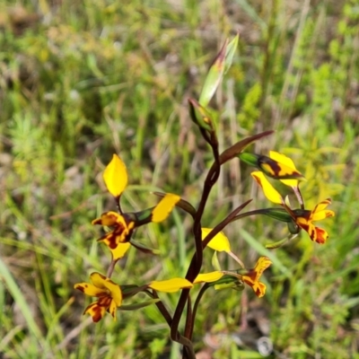 Diuris semilunulata (Late Leopard Orchid) at Jerrabomberra, ACT - 15 Oct 2021 by Mike