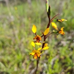 Diuris semilunulata at Jerrabomberra, ACT - 15 Oct 2021