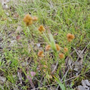 Luzula sp. at Jerrabomberra, ACT - 15 Oct 2021