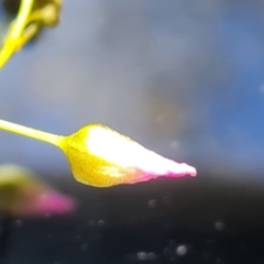 Drosera auriculata (Tall Sundew) at Jerrabomberra, ACT - 15 Oct 2021 by Mike