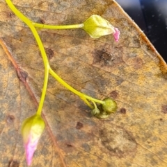 Drosera auriculata at Jerrabomberra, ACT - 15 Oct 2021