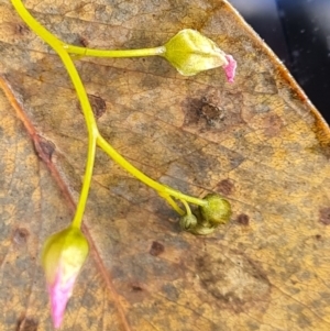 Drosera auriculata at Jerrabomberra, ACT - 15 Oct 2021