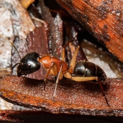 Camponotus nigriceps (Black-headed sugar ant) at Molonglo Valley, ACT - 14 Oct 2021 by Roger