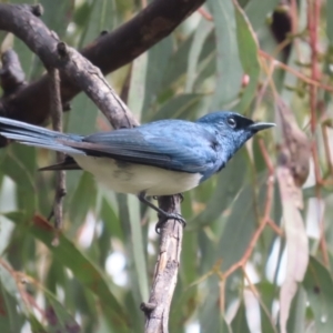 Myiagra cyanoleuca at Garran, ACT - 14 Oct 2021 03:52 PM