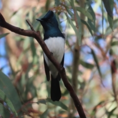 Myiagra cyanoleuca at Garran, ACT - 14 Oct 2021