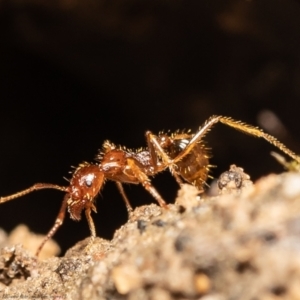 Aphaenogaster longiceps at Molonglo Valley, ACT - 15 Oct 2021